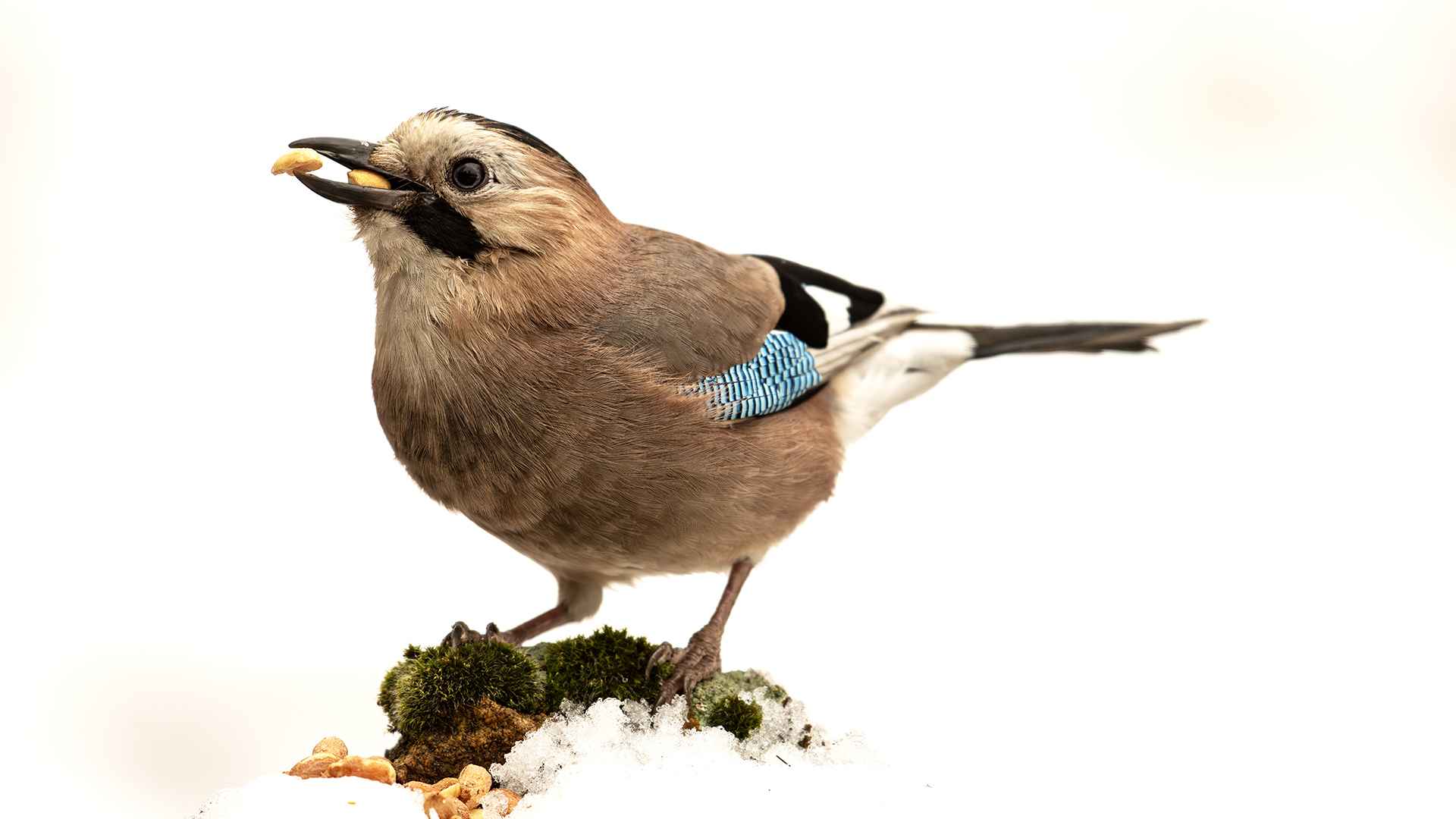 Eurasian Jay